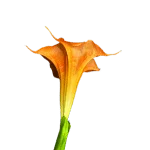 Angel's Trumpet