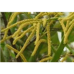 Areca Palm Flower