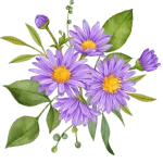 Aster