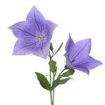 Balloon Flower