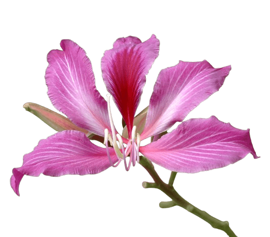 Bauhinia