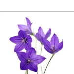 Bellflower