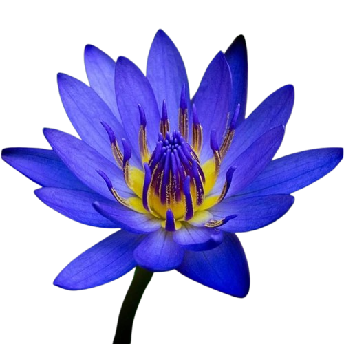 Blue Water Lily