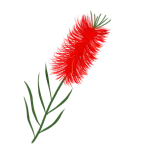 Bottlebrush