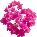 Bougainvillea