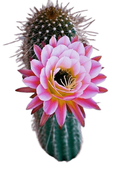 Cactus Flower