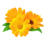 Calendula