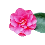 Camellia