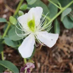 Caper Bush Flower