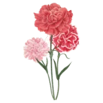 Carnation