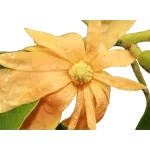 Champak Flower