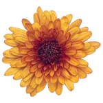 Chrysanthemum Yellow