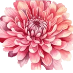 Chrysanthemum