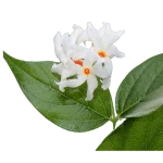 Coral Jasmine