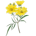 Coreopsis