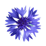 Cornflower