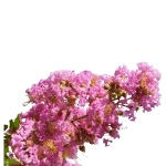 Crape Myrtle