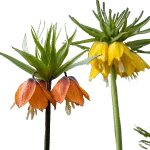 Crown Imperial
