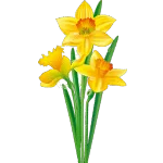 Daffodil