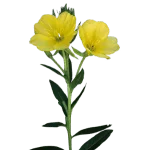 Evening Primrose