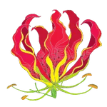 Flame Lily