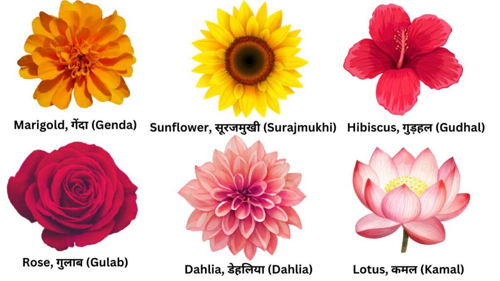 Flowers Name In Hindi