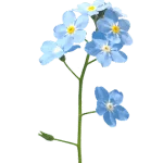 Forget-Me-Not