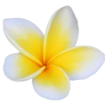 Frangipani