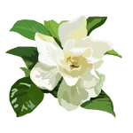 Gardenia