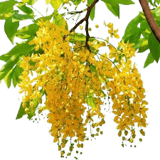 Golden Shower Tree