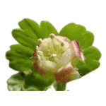 Gooseberry Flower