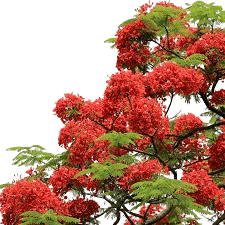 Gulmohar