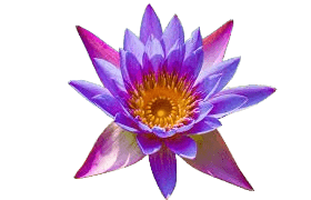 Himalayan Lotus