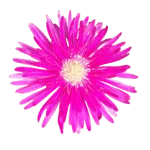 Ice Plant