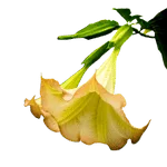 Indian Trumpet Flower