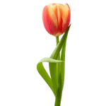 Indian Tulip