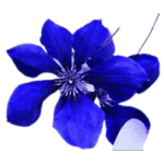 Indigo Flower