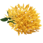 Ixora