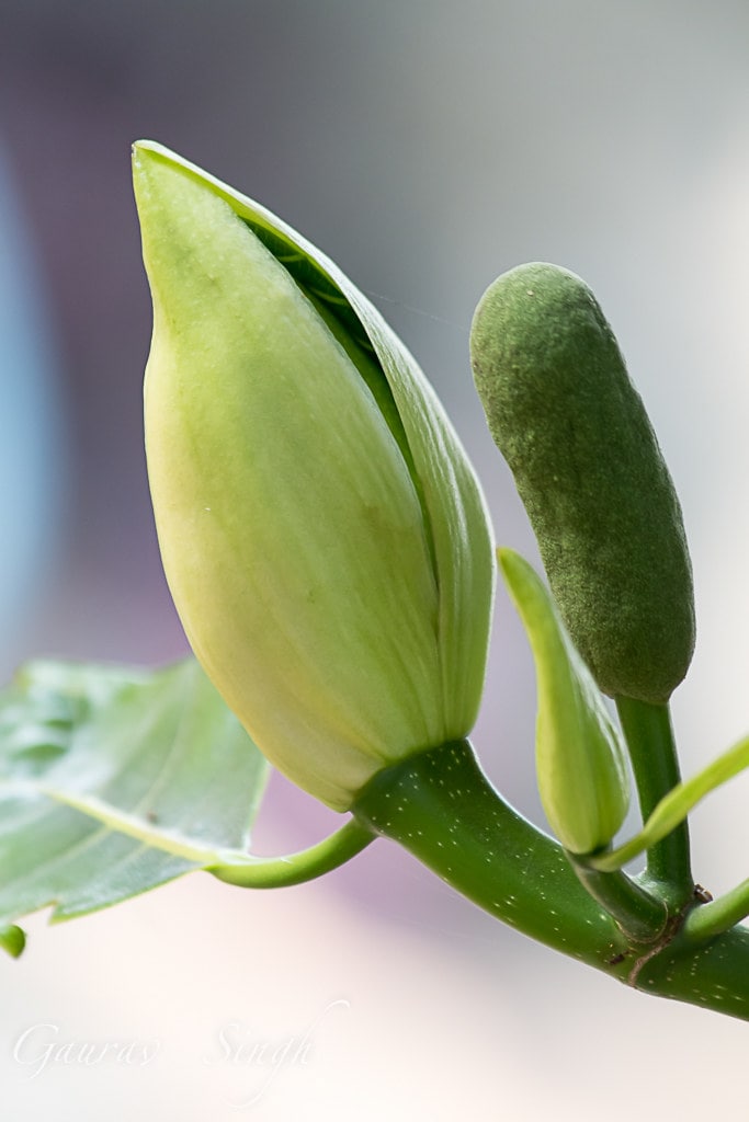 Jackfruit Flower