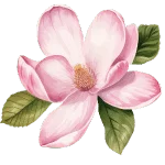 Magnolia