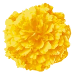 Marigold