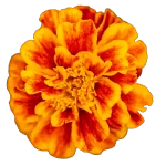 Mexican Marigold