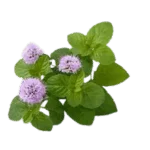 Mint Flower