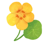 Nasturtium