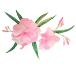 Oleander