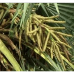 Palmyra Palm Flower