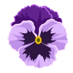 Pansy