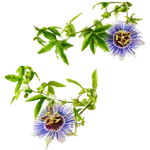 Passionflower