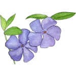 Periwinkle