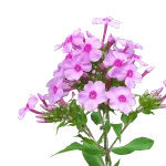 Phlox